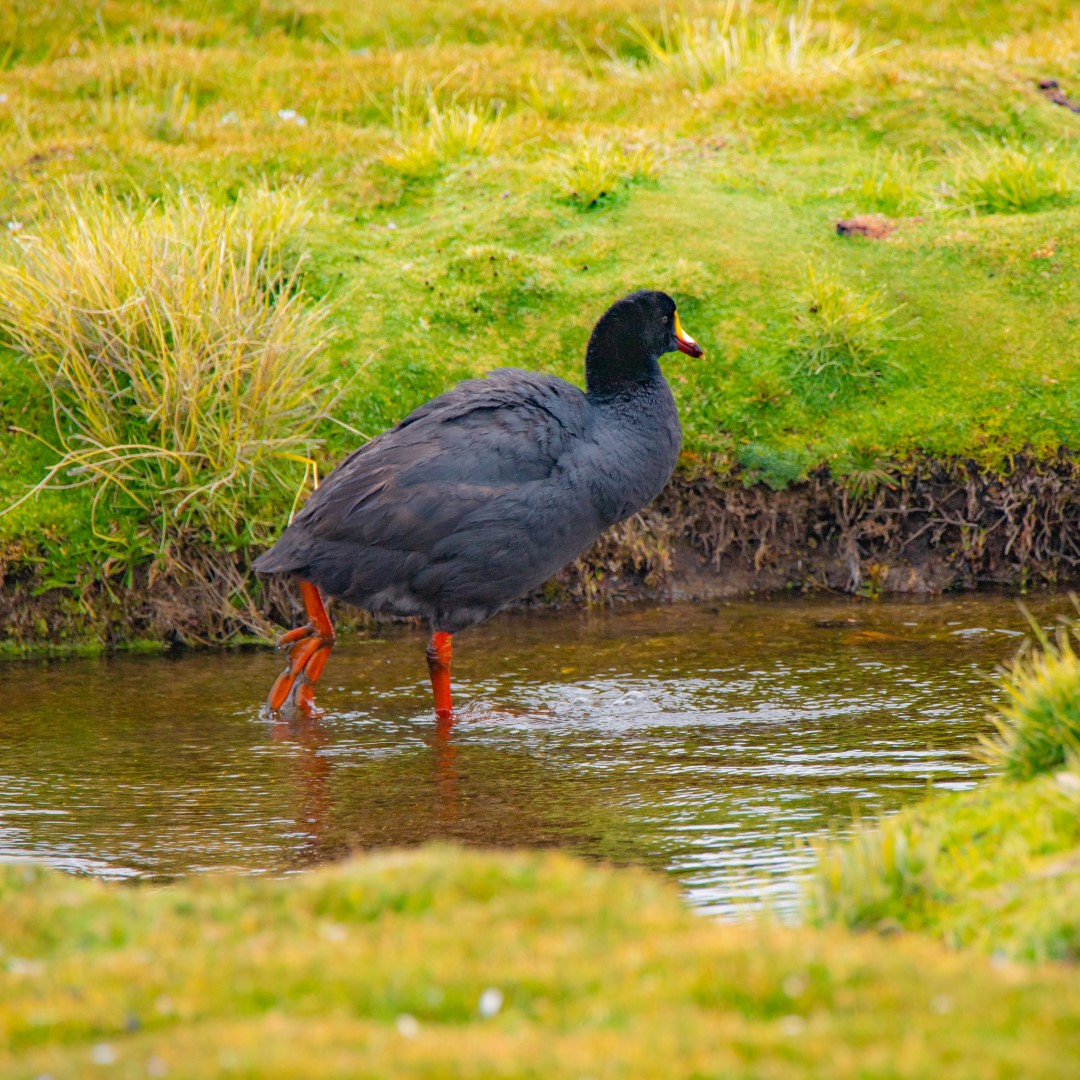 Giant Coot