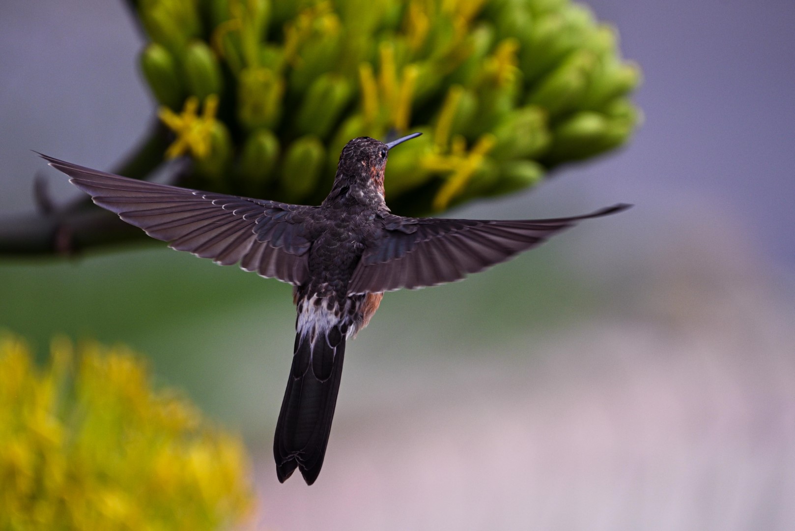 Giant Hummingbird