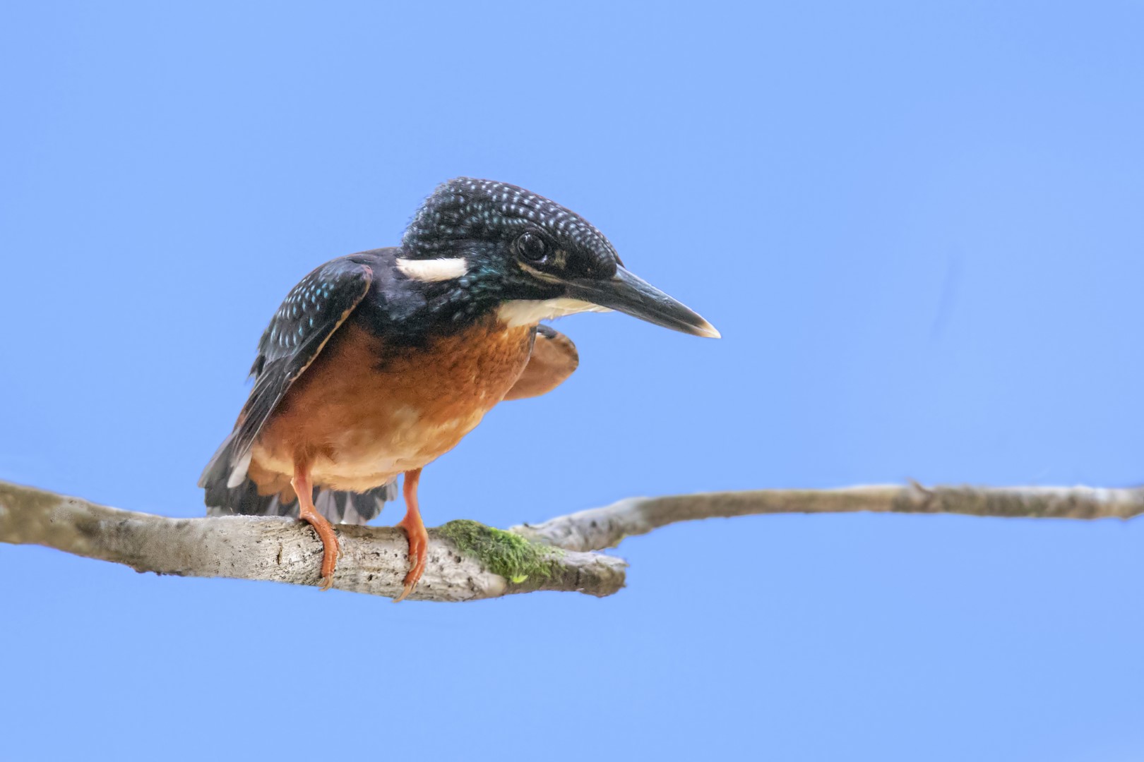 Giant Kingfisher