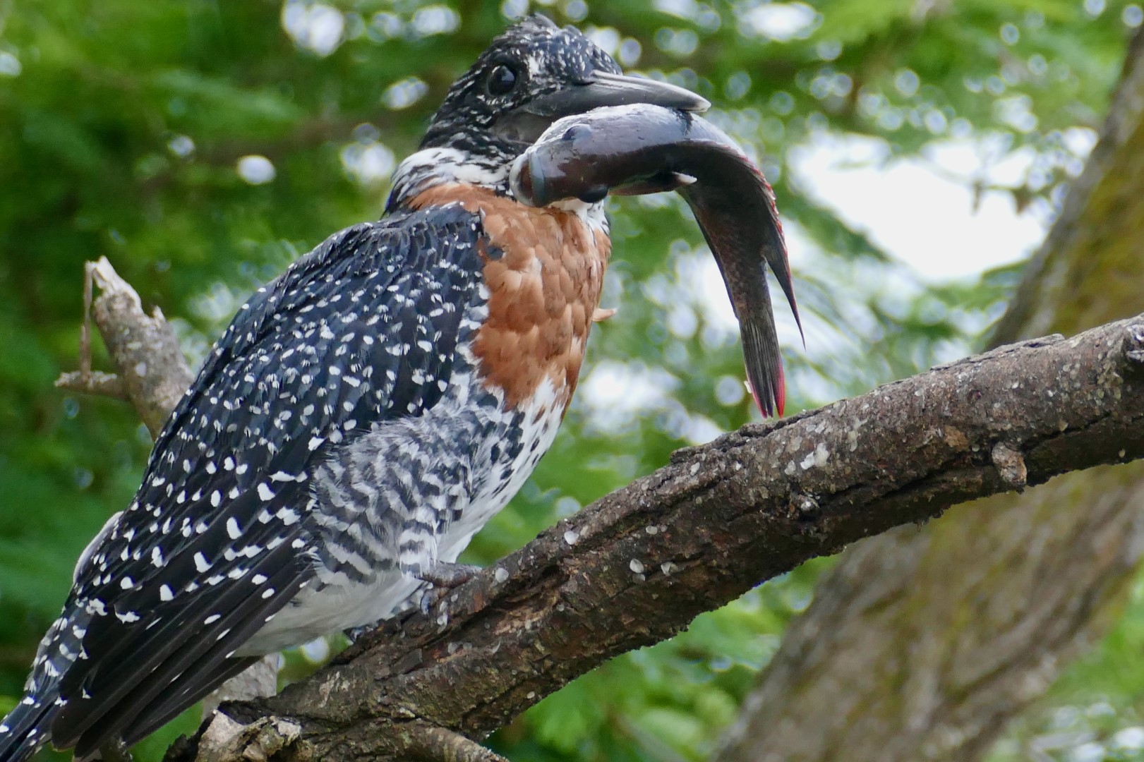 Giant Kingfisher