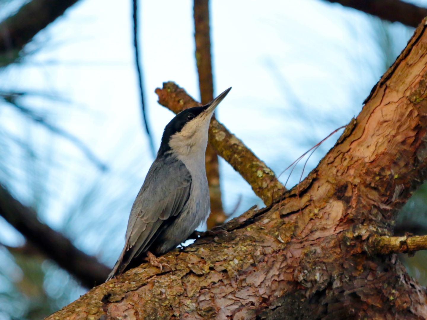 Giant Nuthatch