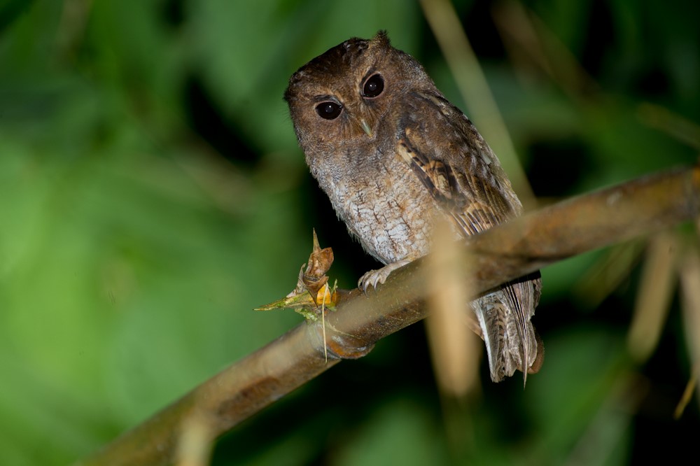 Giant Scops Owl