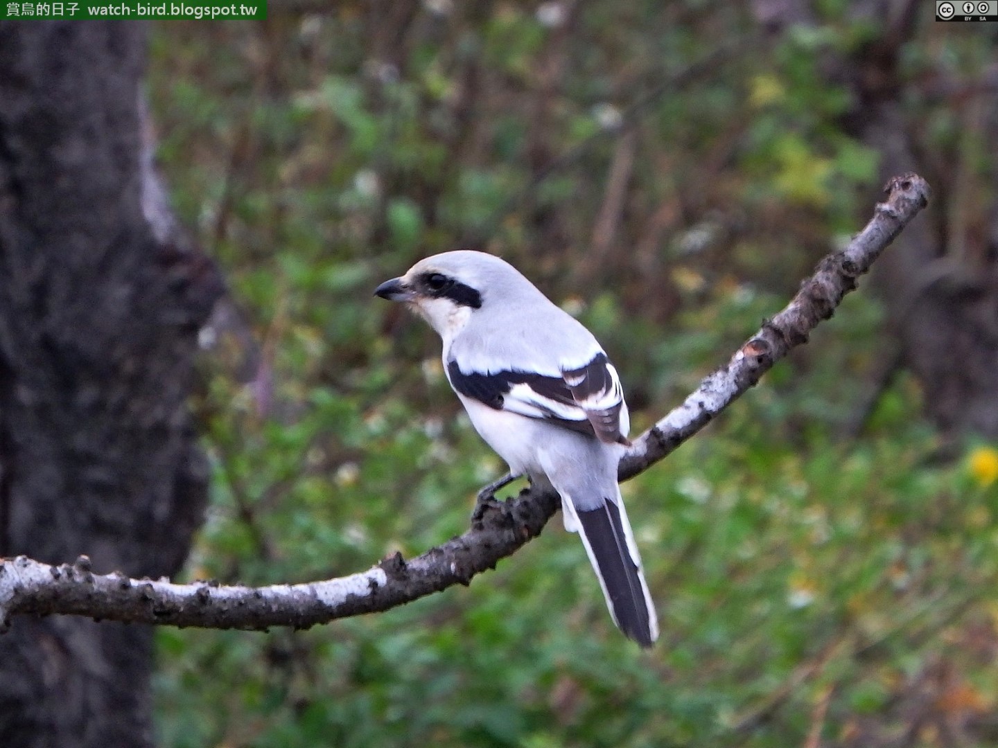 Giant Shrike