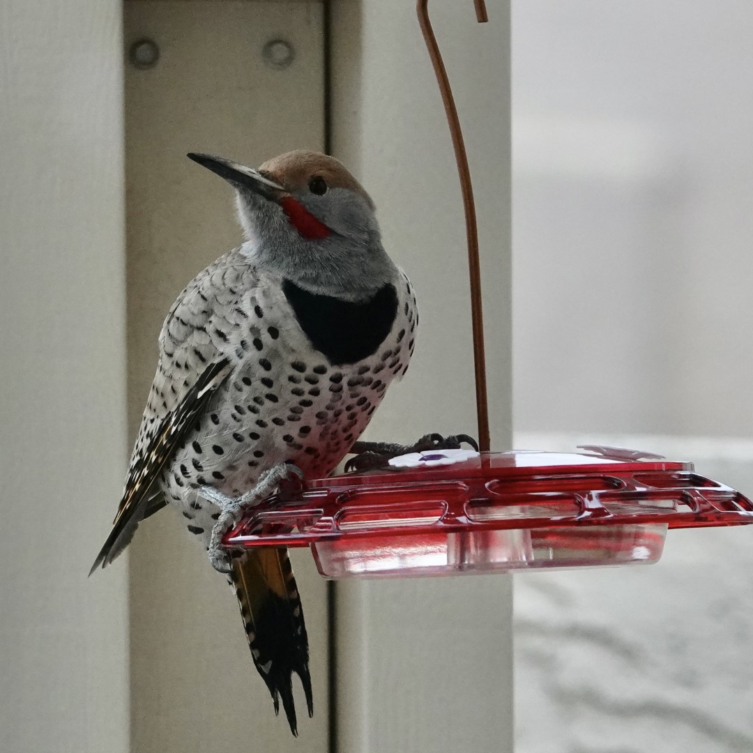 Gilded Flicker