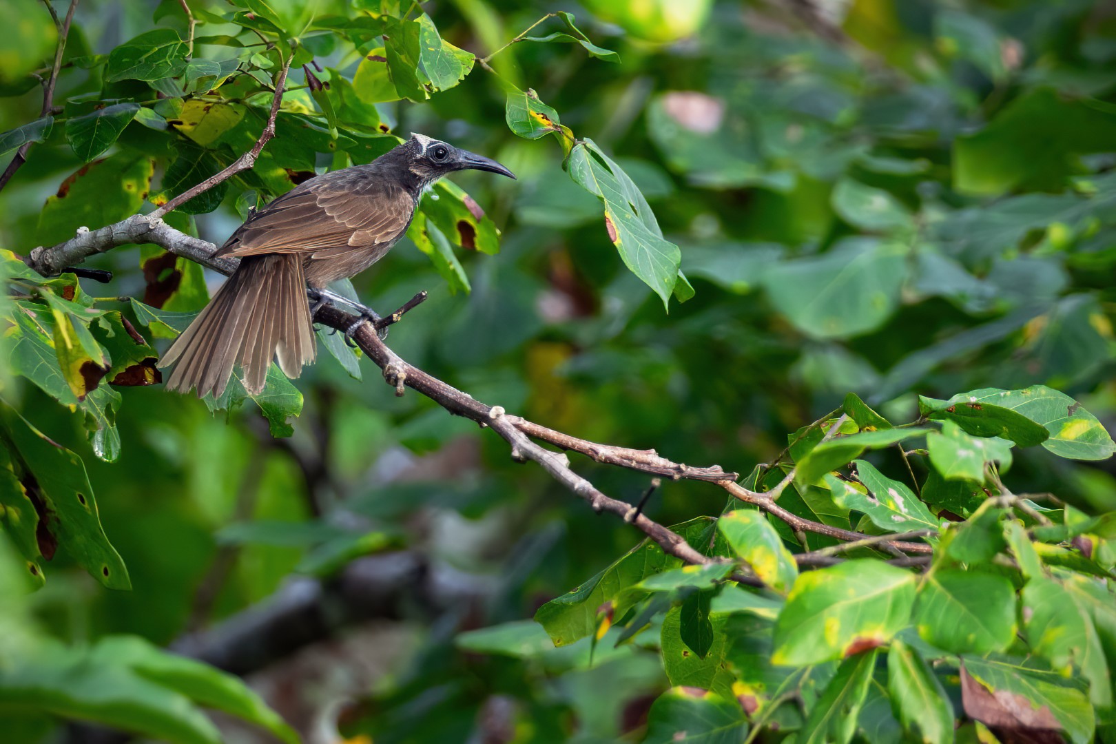 Gilolo Honeyeater