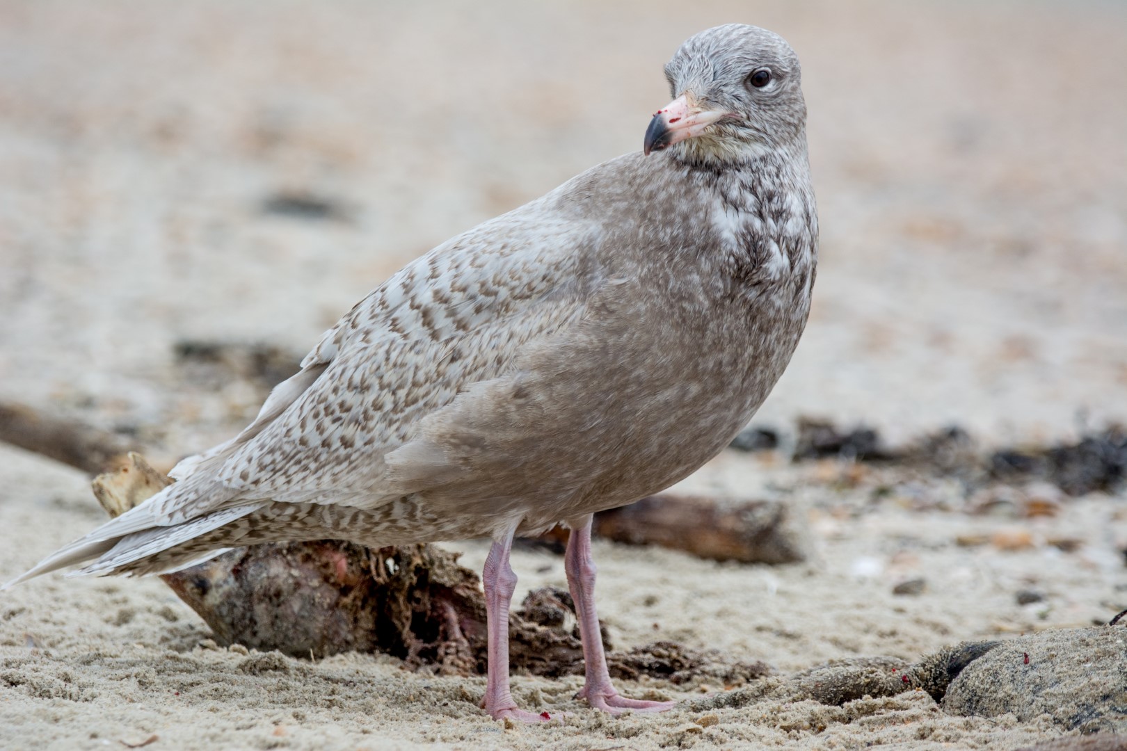 Glaucous Gull