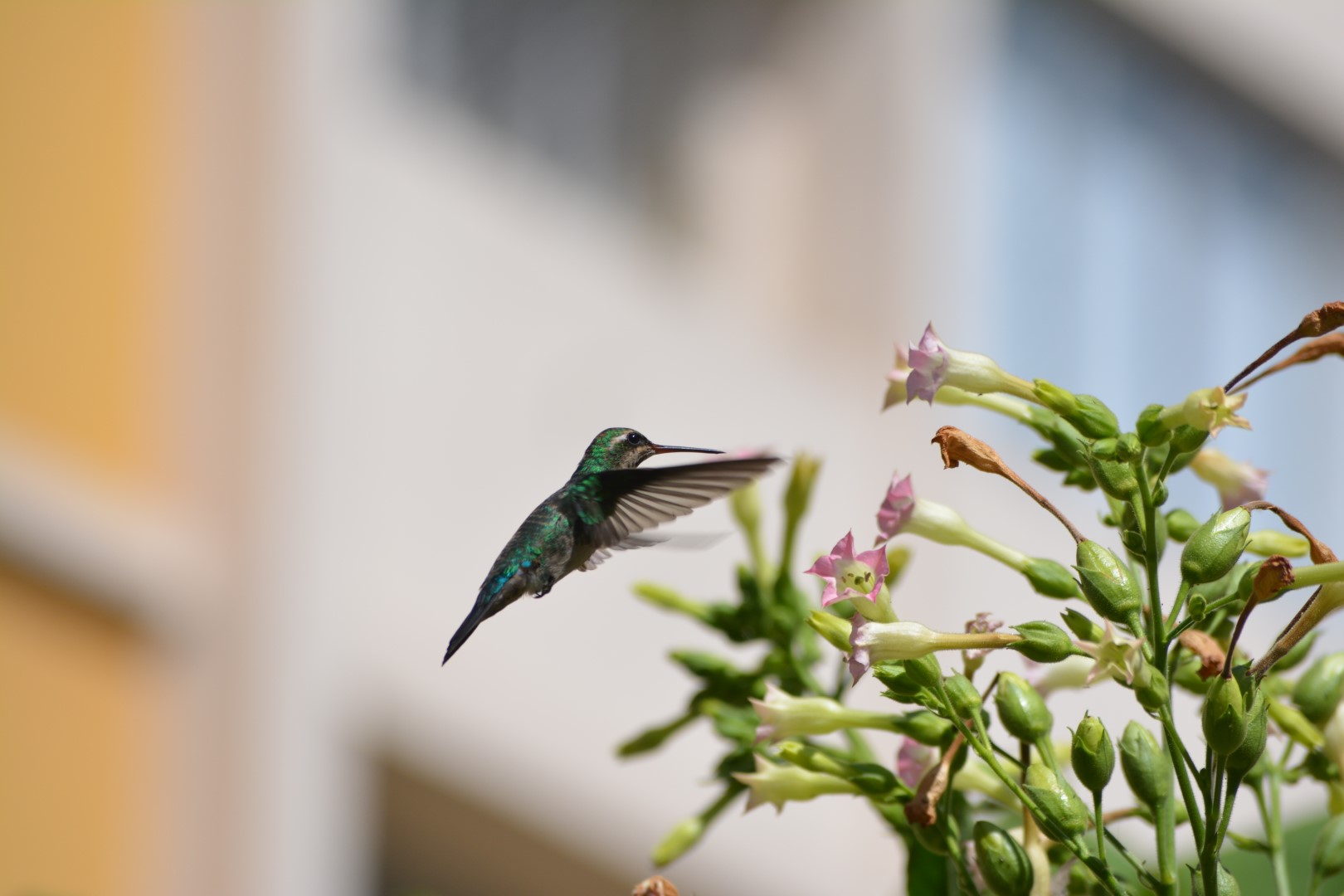 Glittering-bellied Emerald