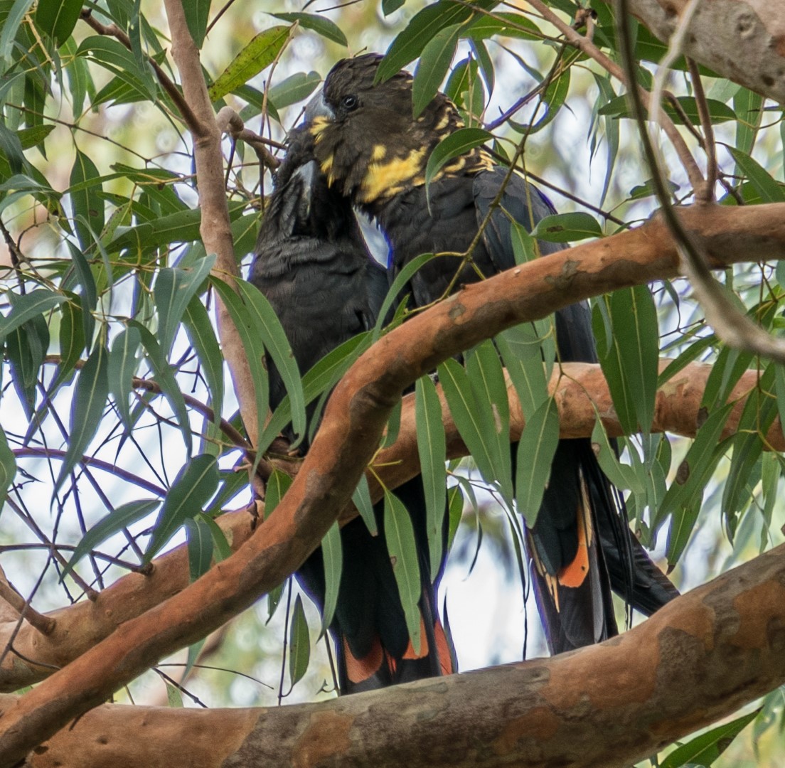 Glossy Black Cockatoo