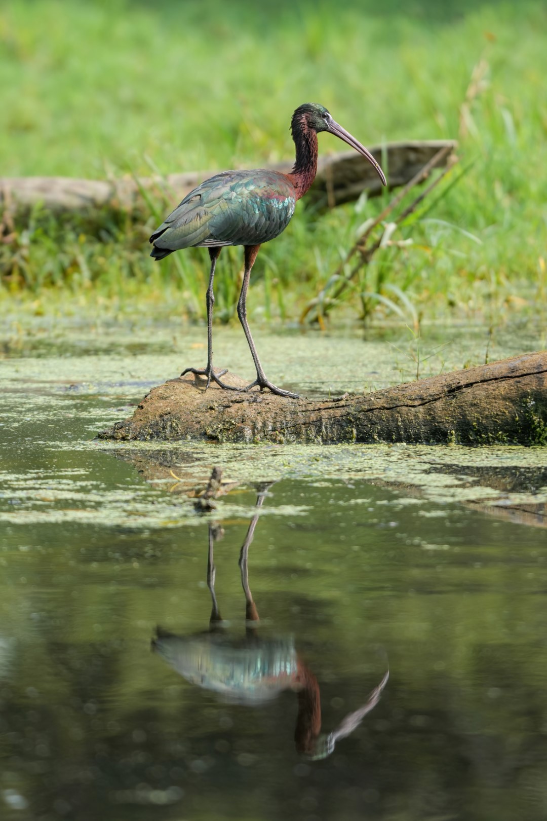 Glossy Ibis
