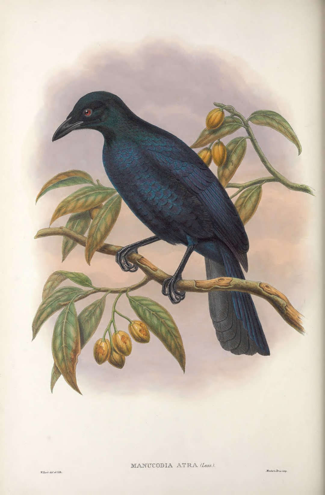 Glossy-mantled Manucode