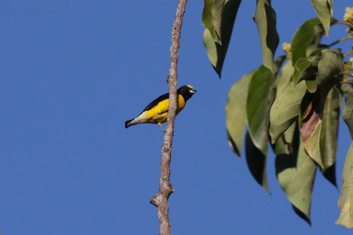 Godman's Euphonia