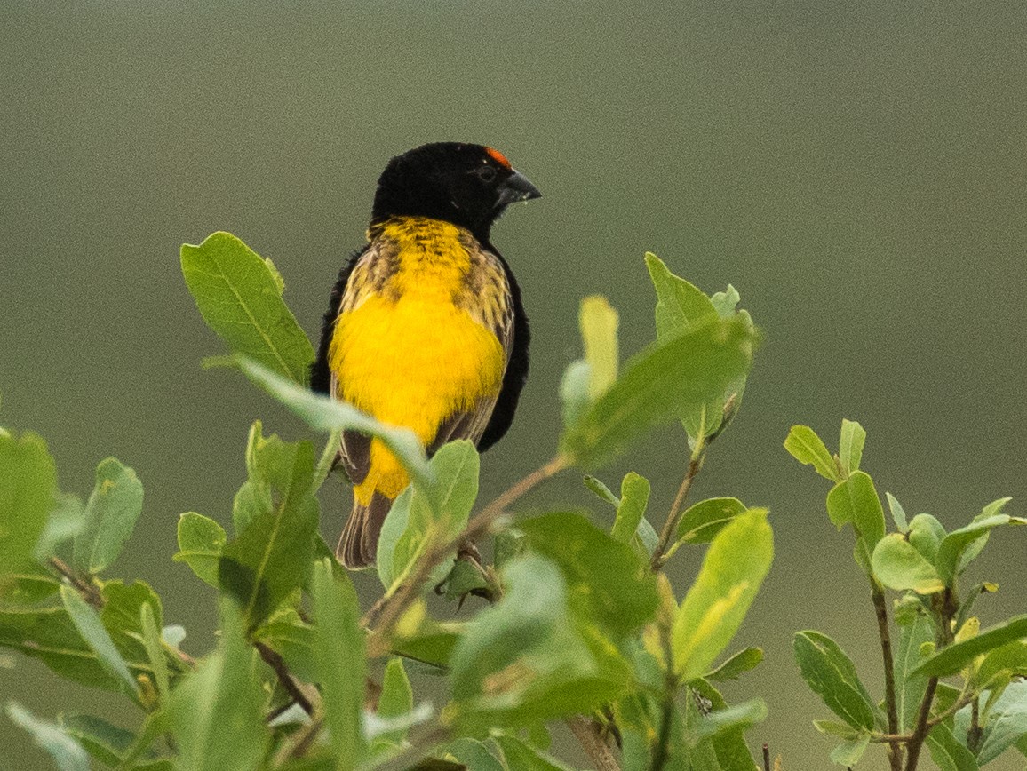 Golden-backed bishop