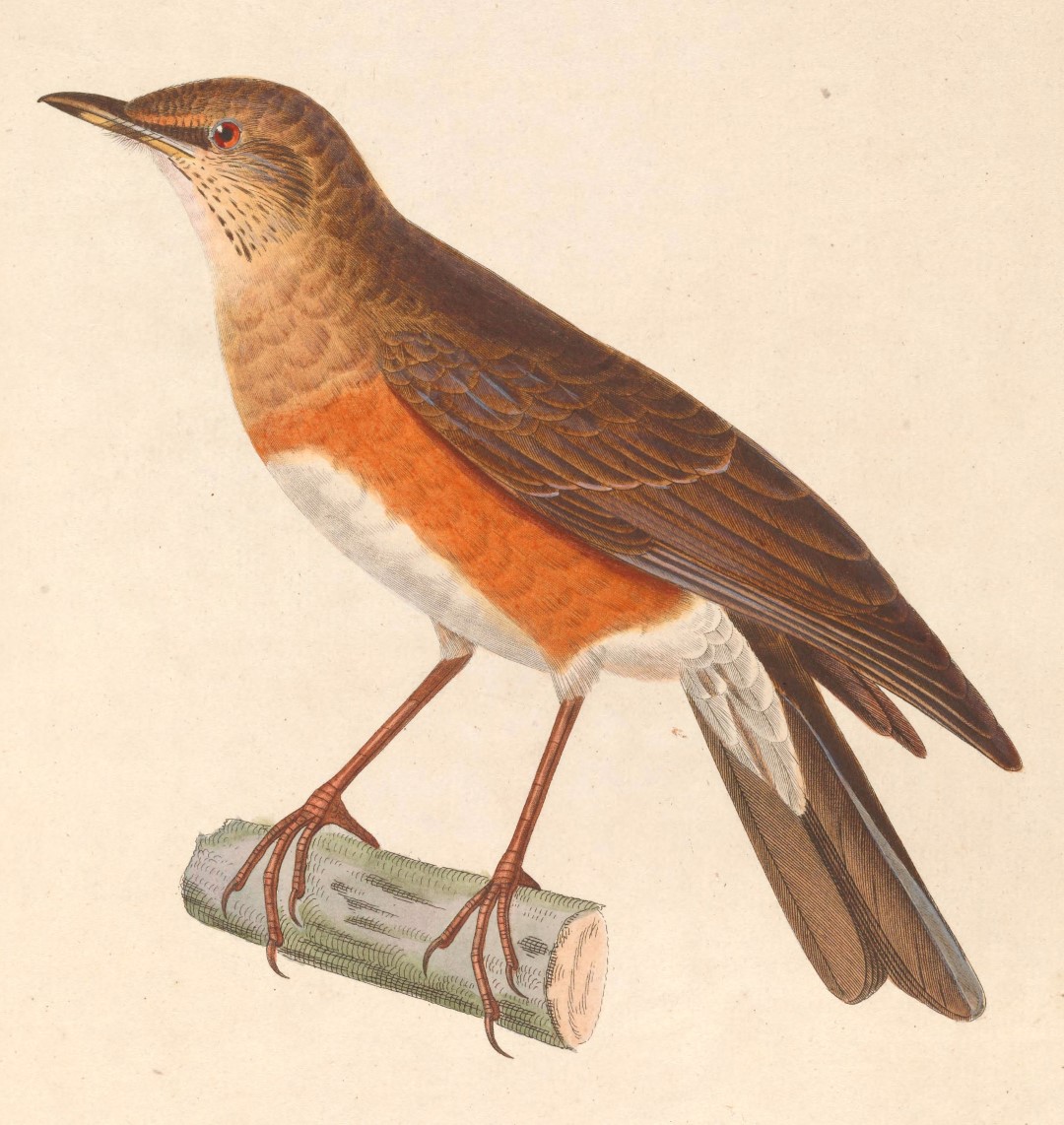 Golden-backed thrush