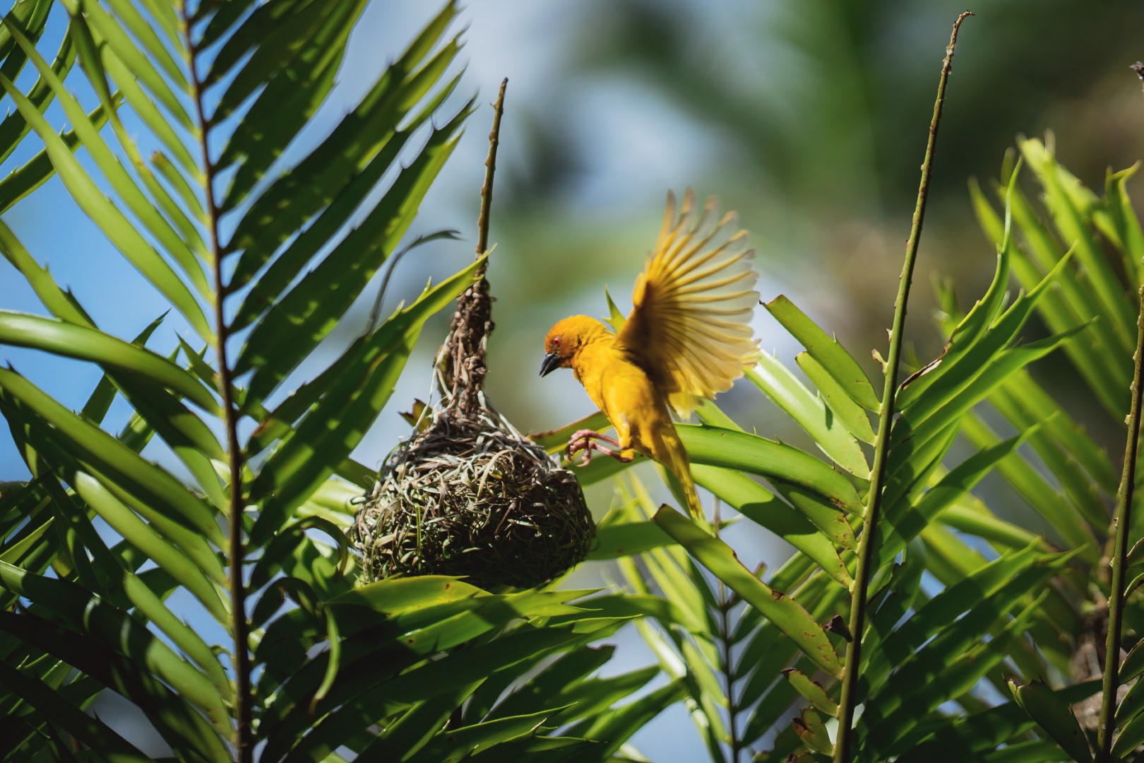 Golden-backed weaver
