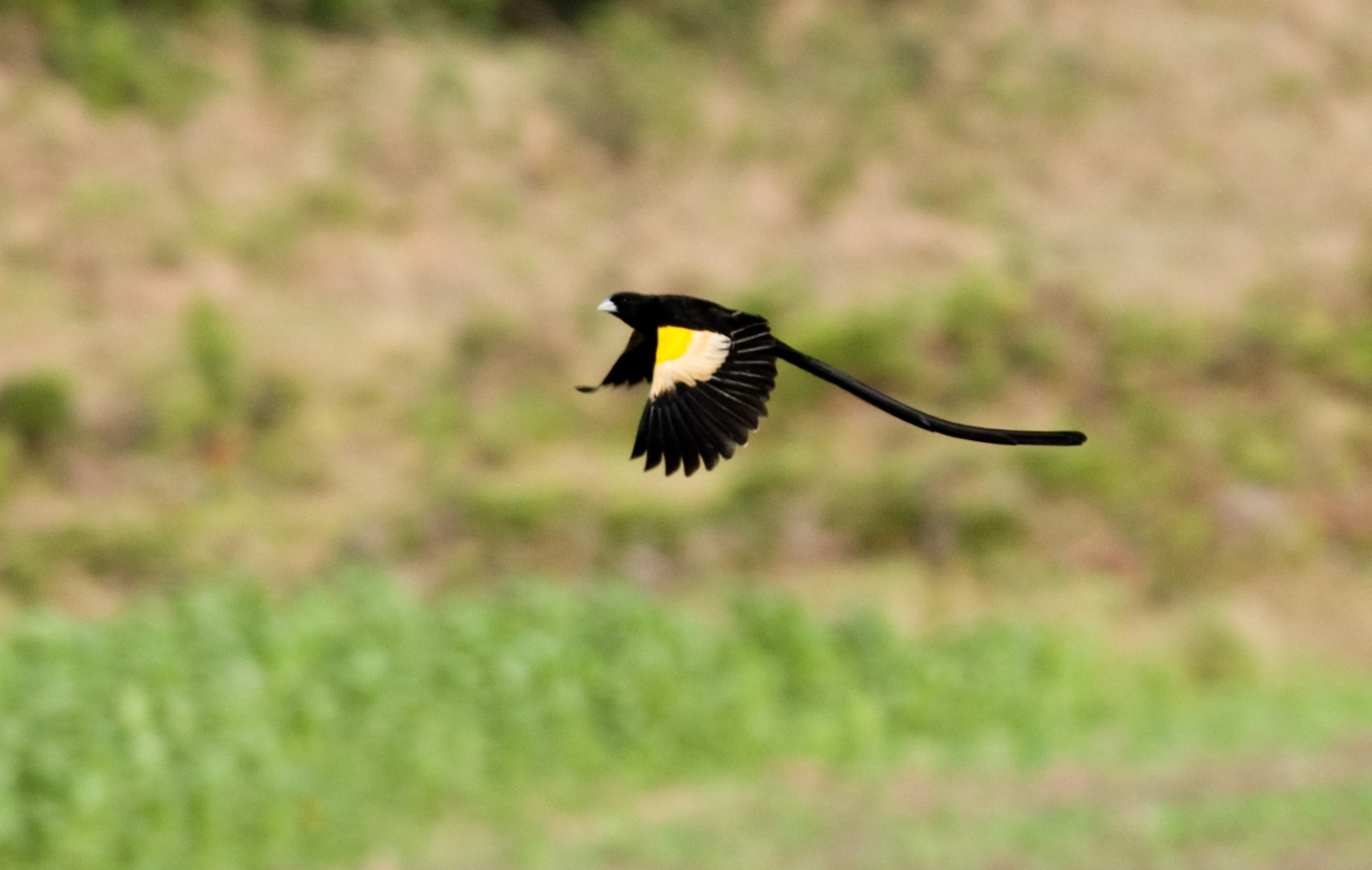 Golden-backed weaver