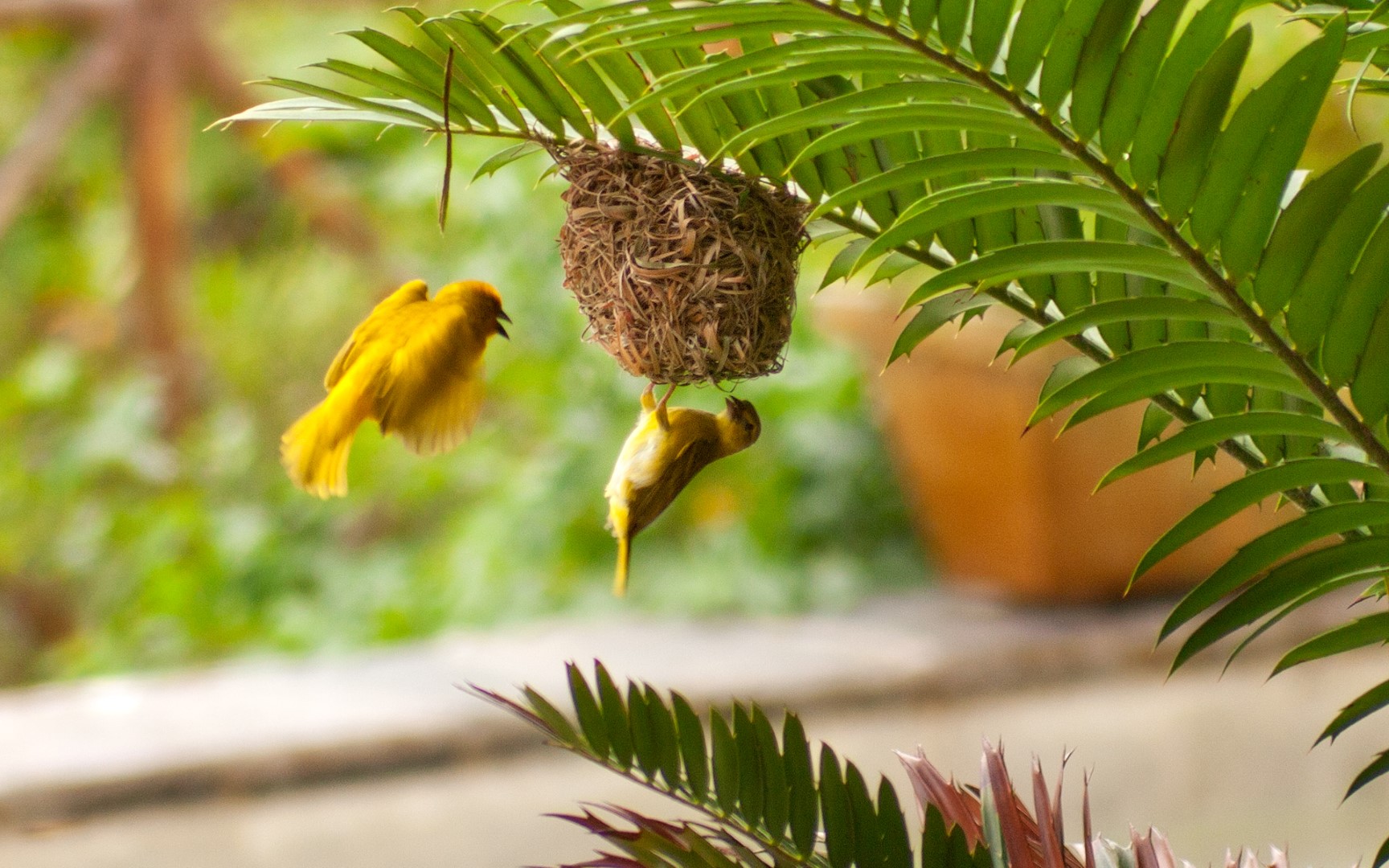 Golden-backed weaver