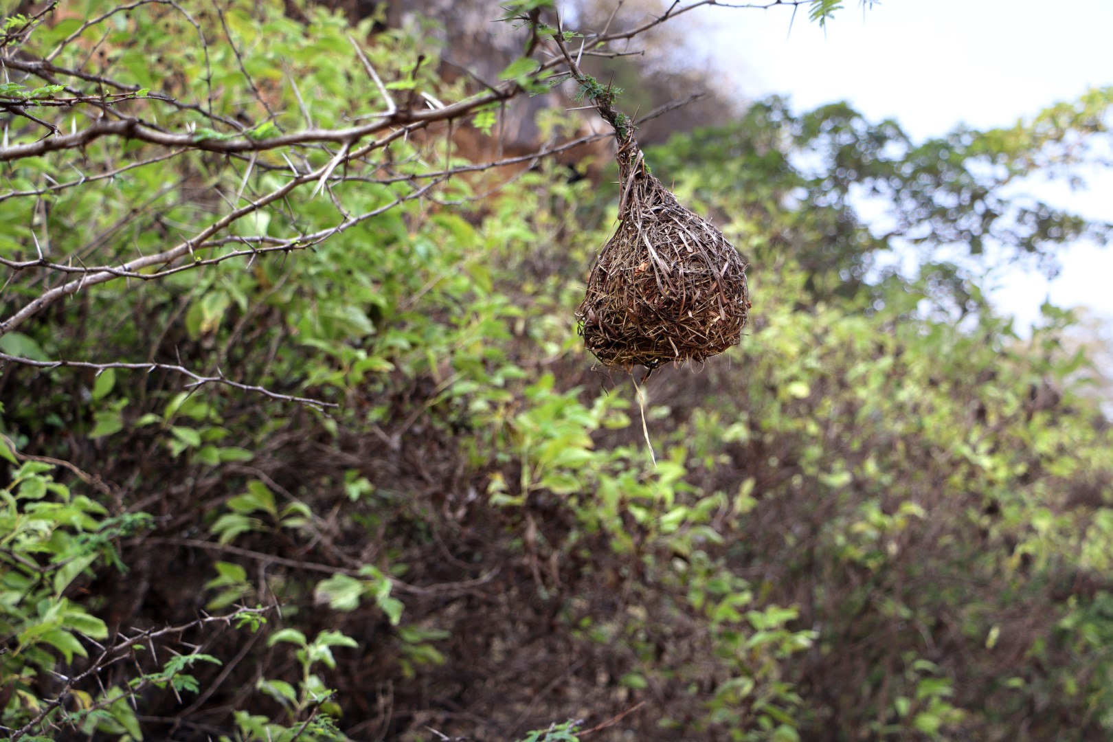 Golden-backed Weaver