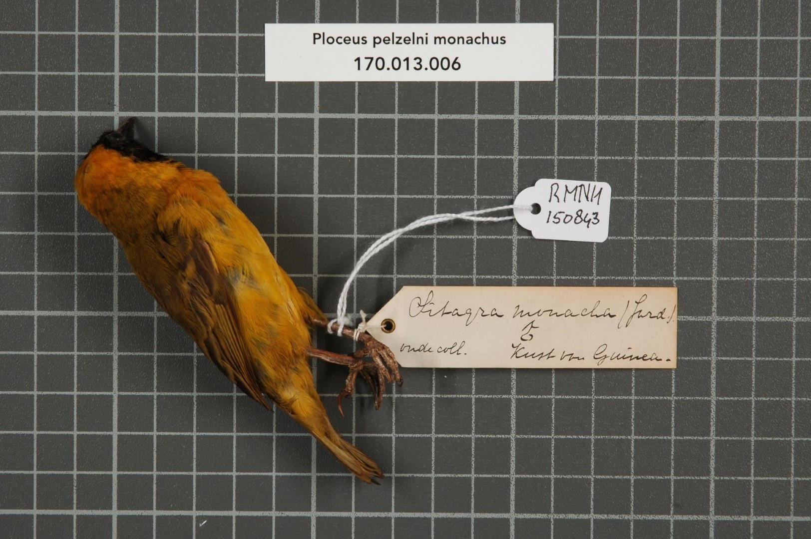 Golden-backed weaver