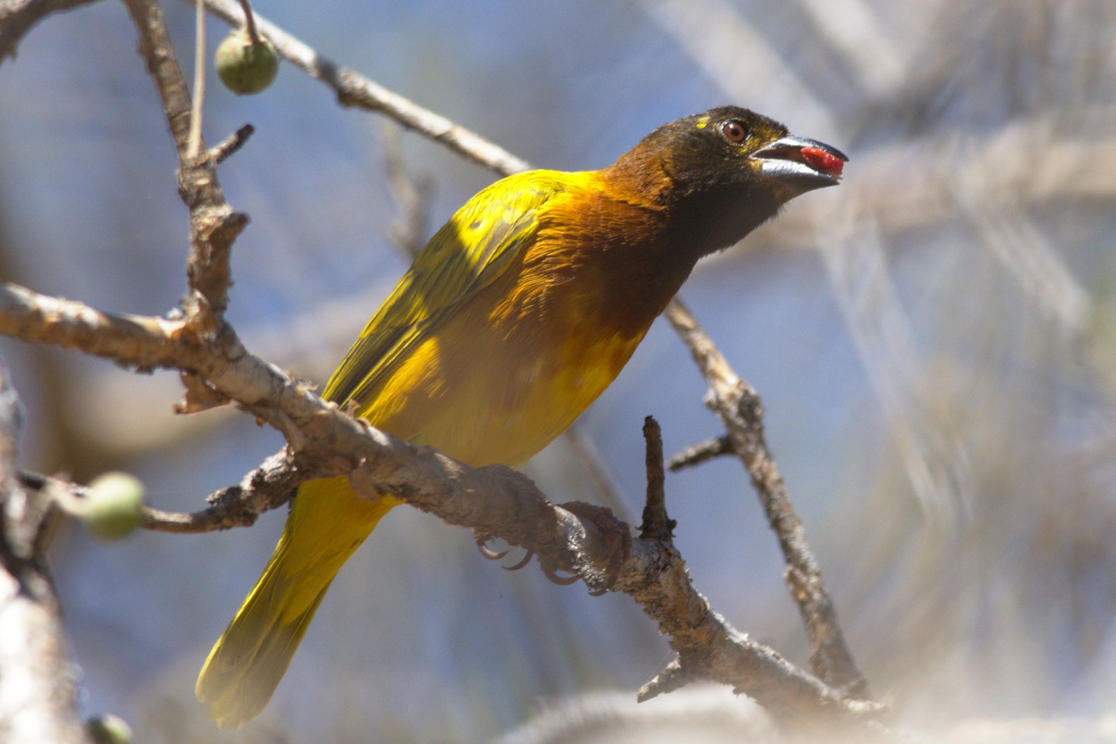 Golden-backed weaver