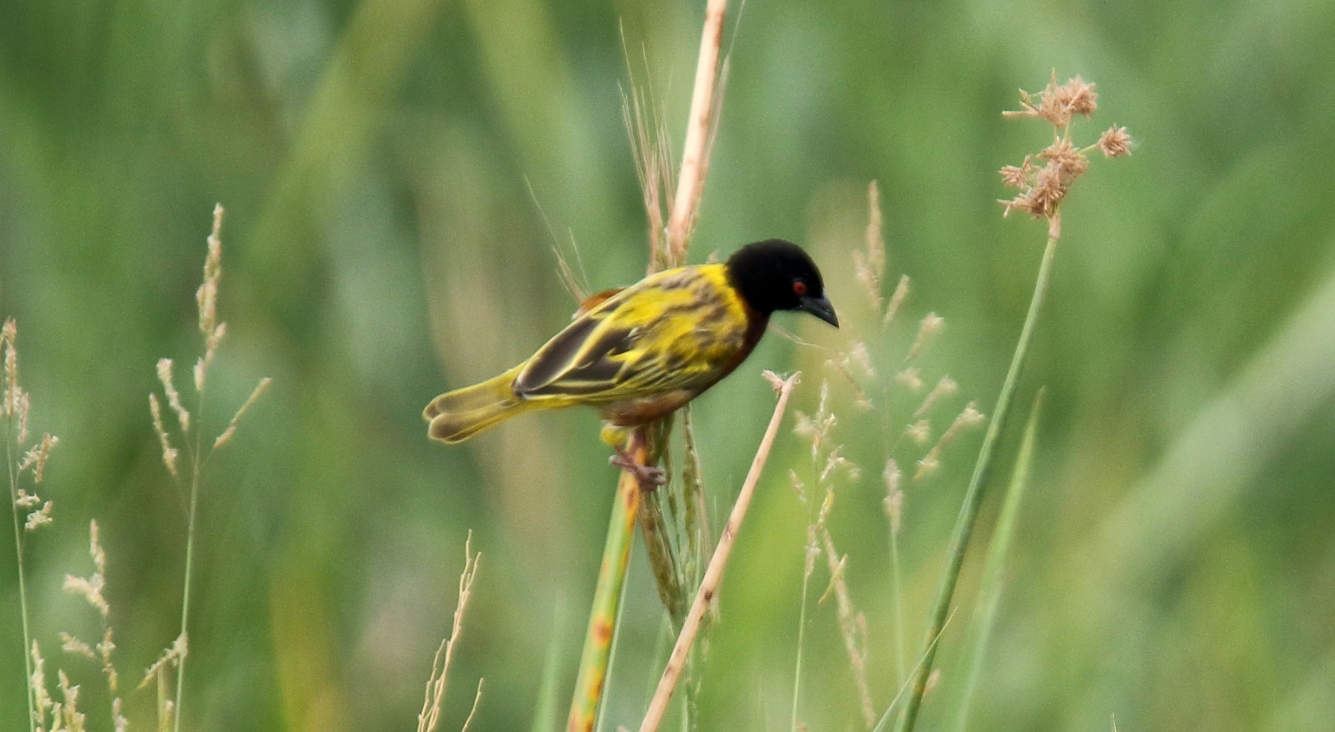 Golden-backed weaver