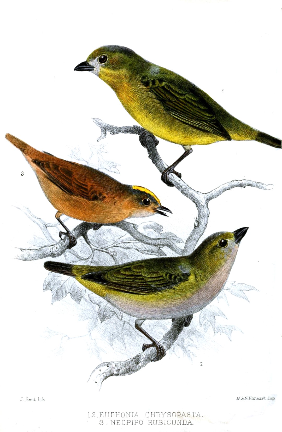 Golden-bellied Euphonia