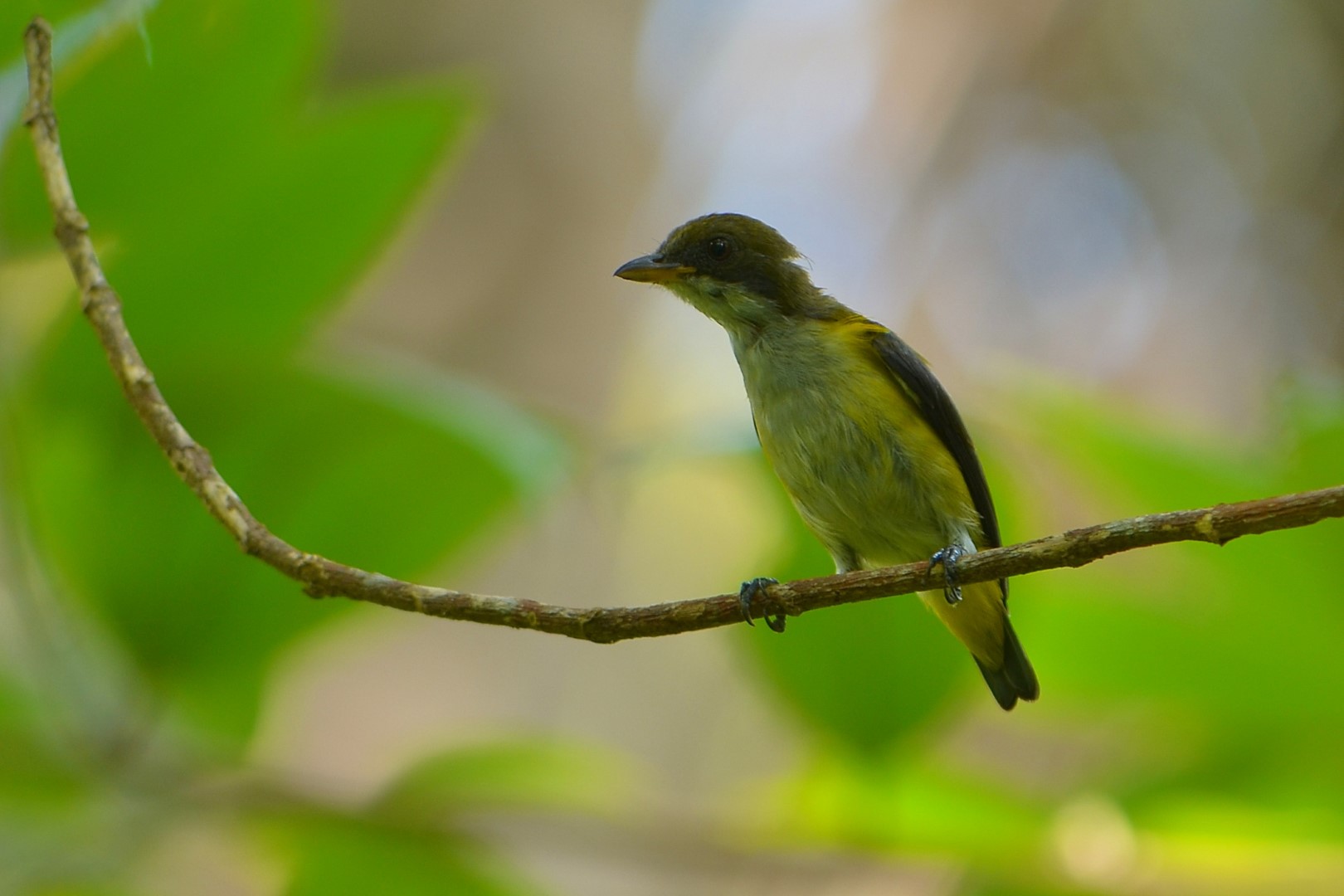 Golden-bellied Flowerpecker
