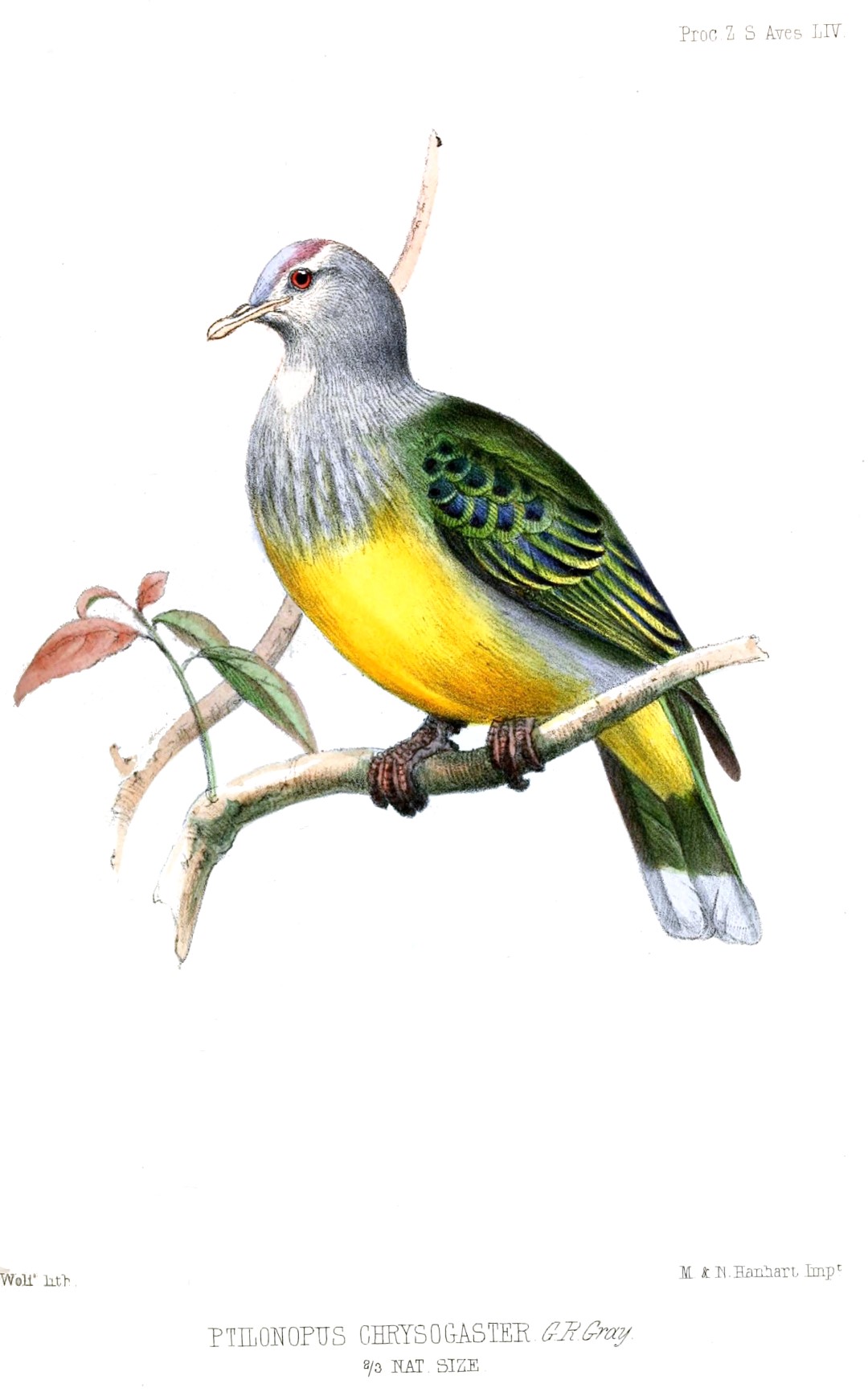Golden-bellied Fruit Dove