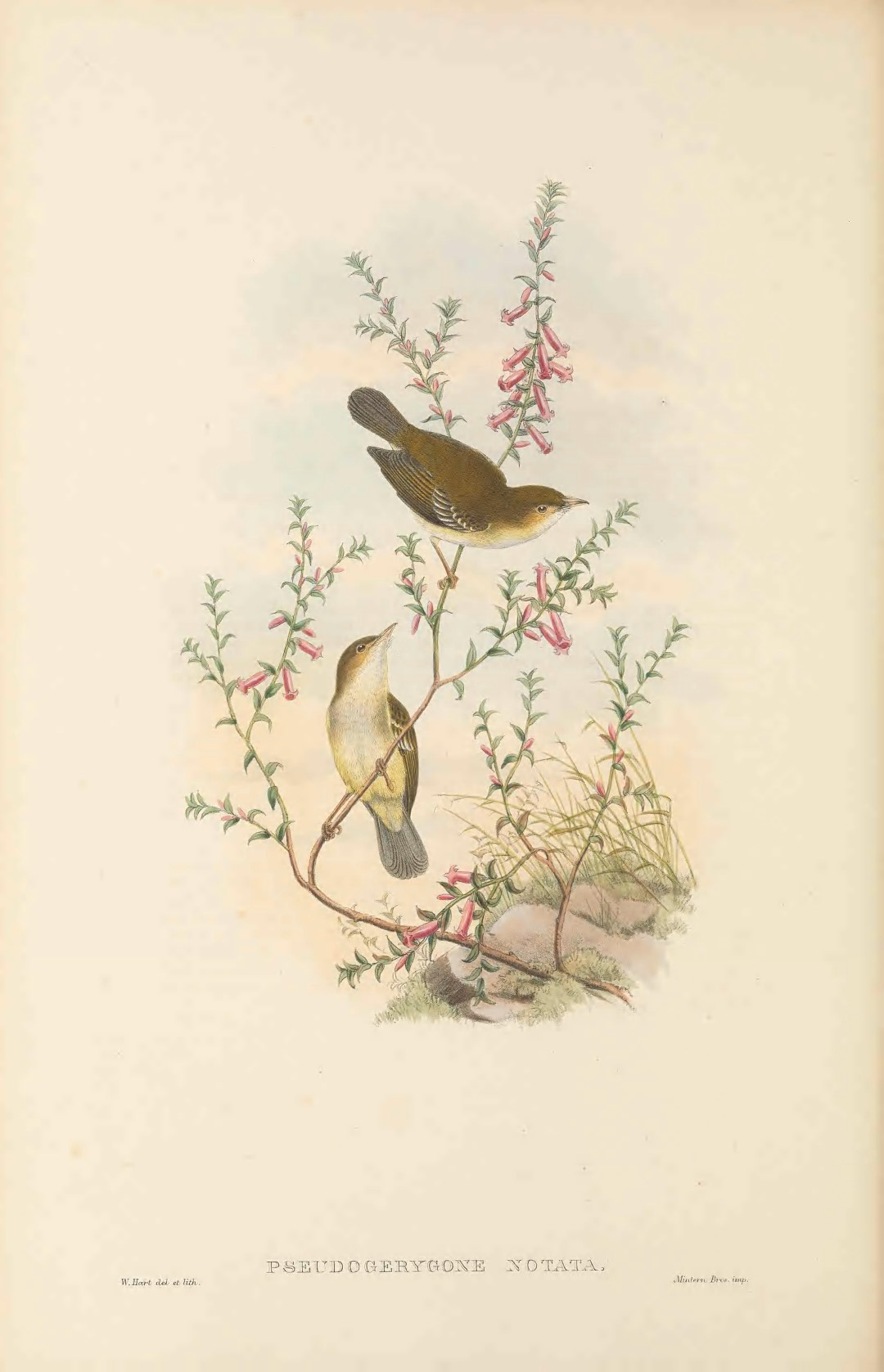 Golden-bellied Gerygone
