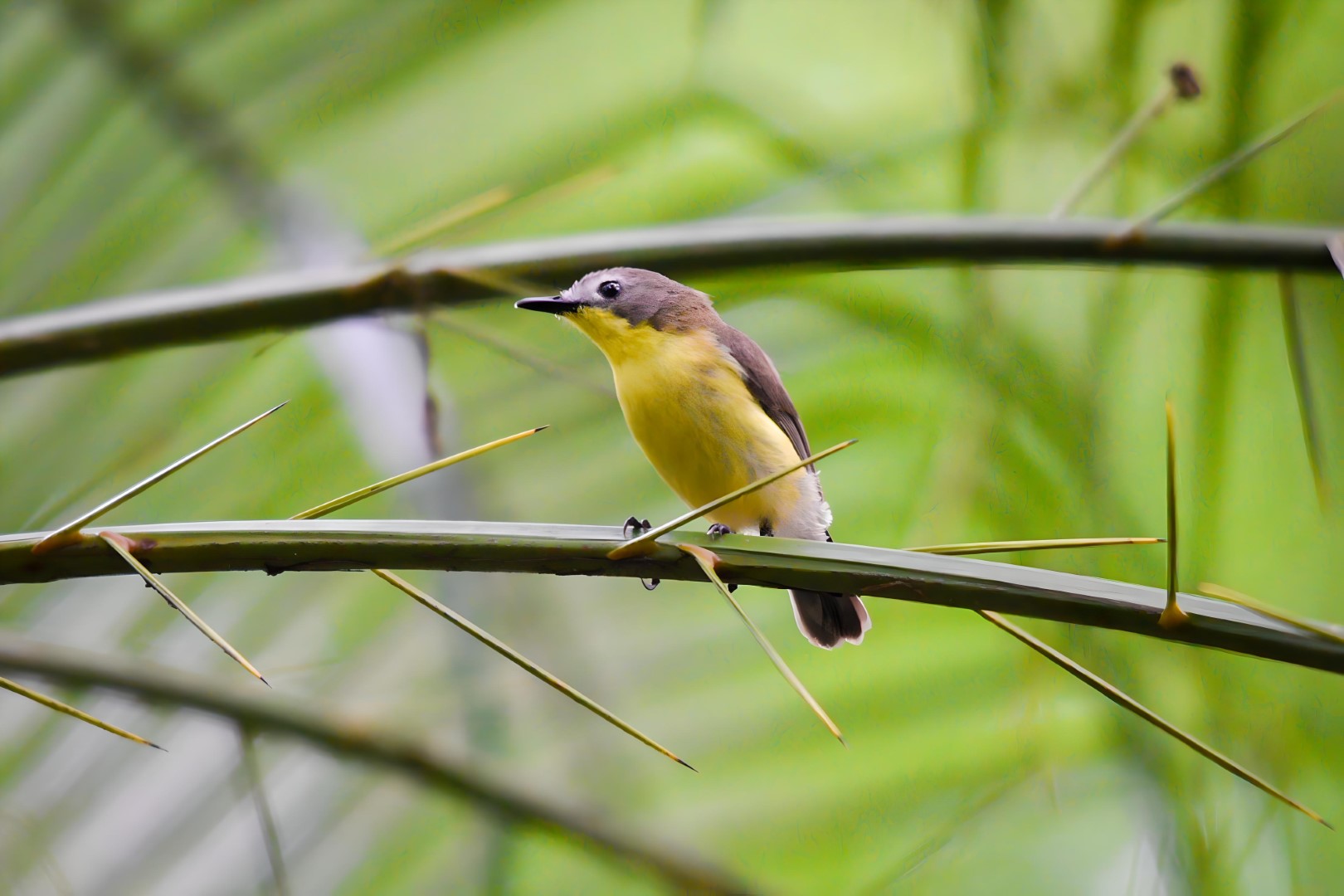 Golden-bellied Gerygone