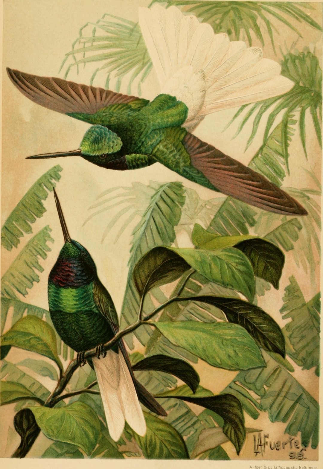 Golden-bellied Starfrontlet