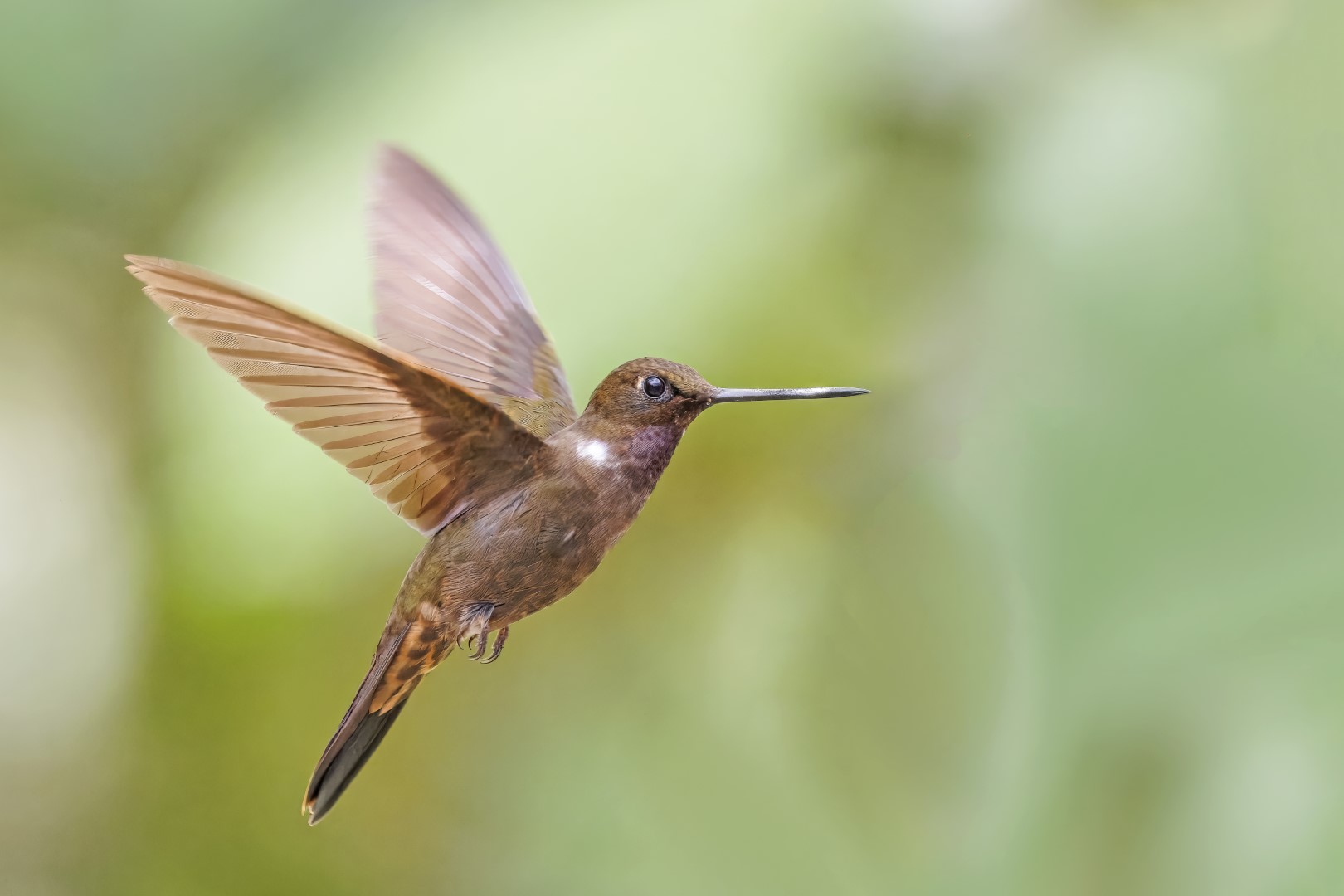 Golden-bellied Starfrontlet