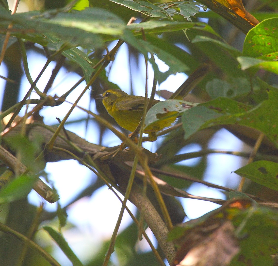 Golden-bellied Warbler
