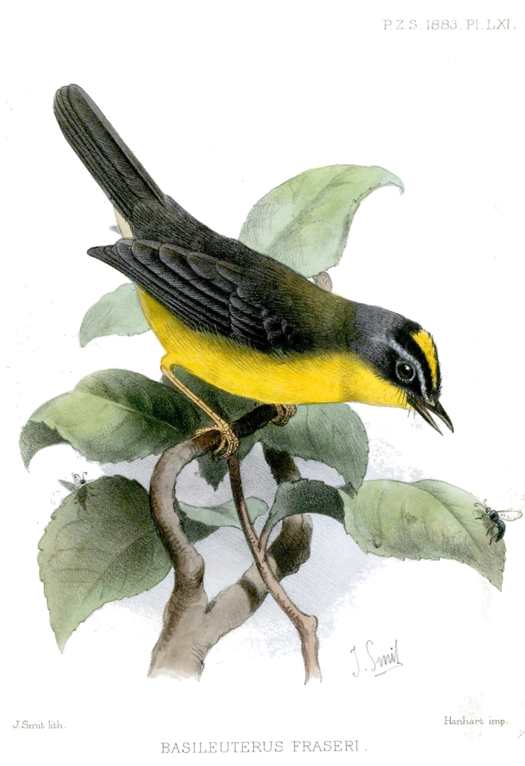 Golden-bellied Warbler