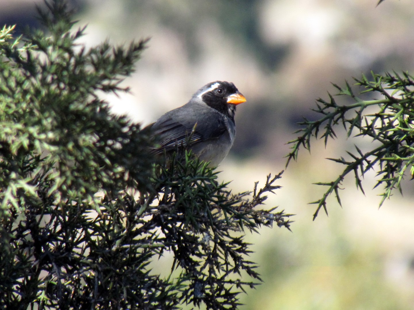 Golden-billed Saltator