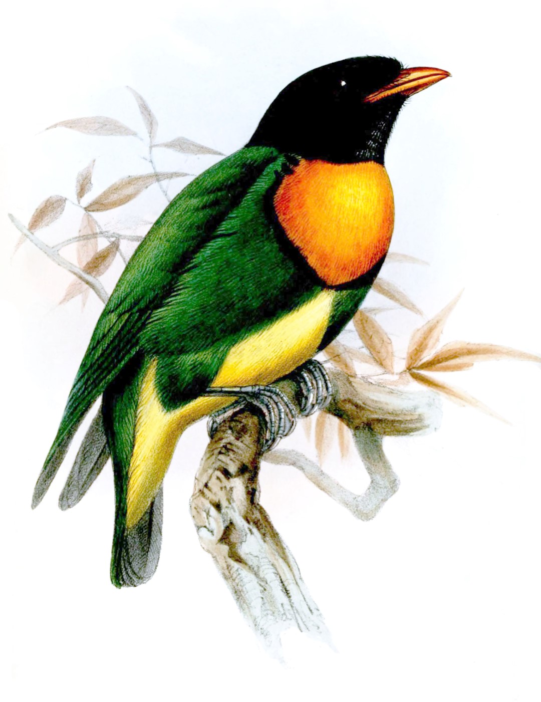 Golden-breasted Fruitcrow