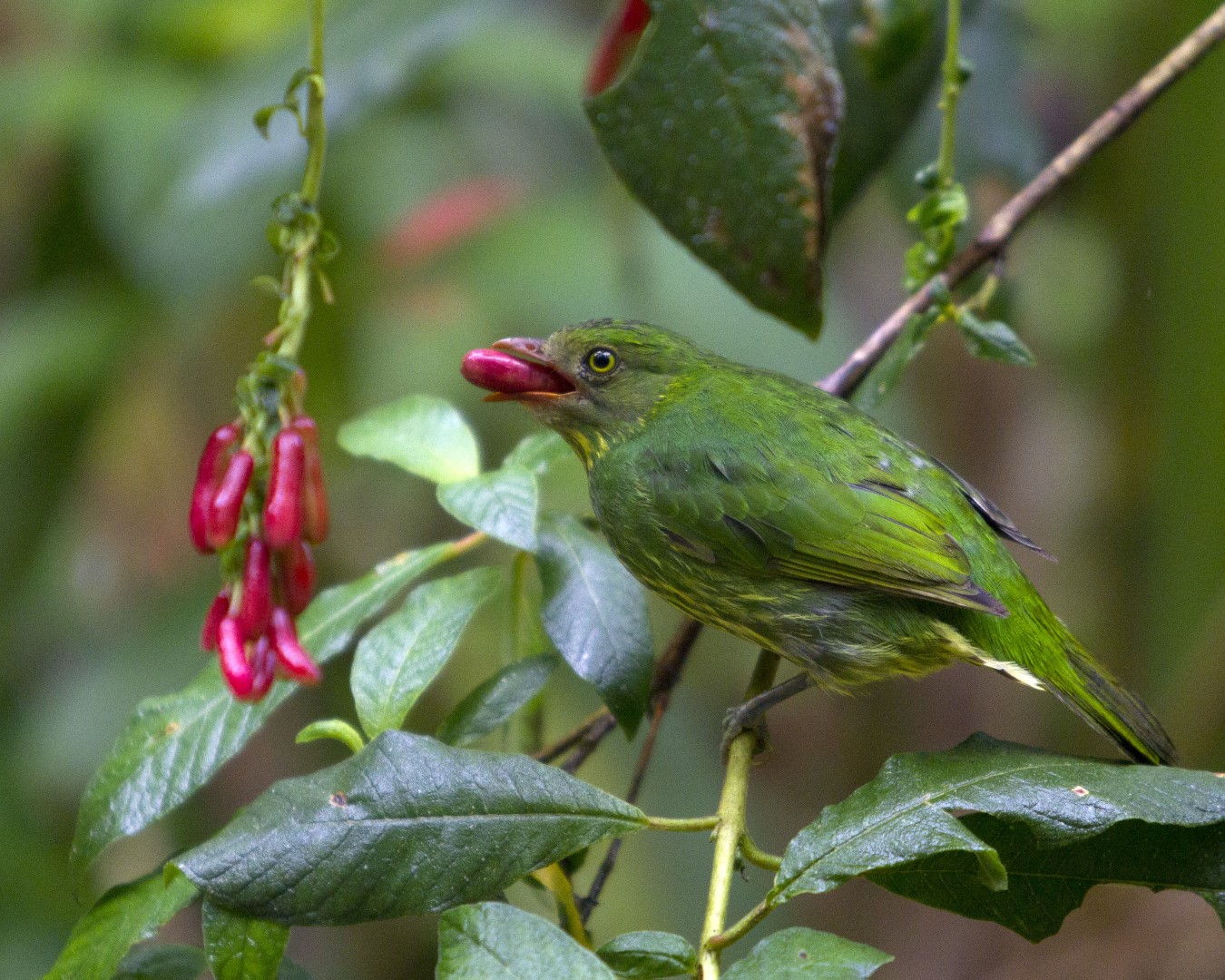 Golden-breasted Fruitcrow