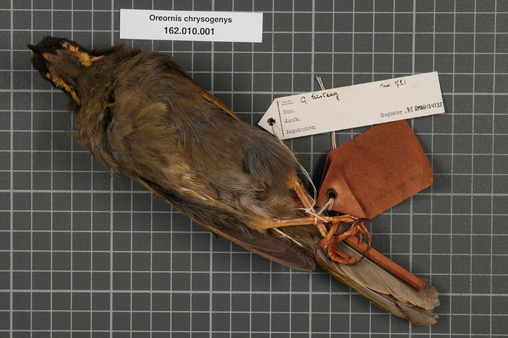 Golden-breasted Fulvetta