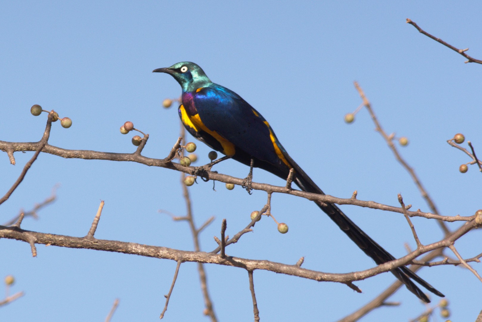 Golden-breasted Starling