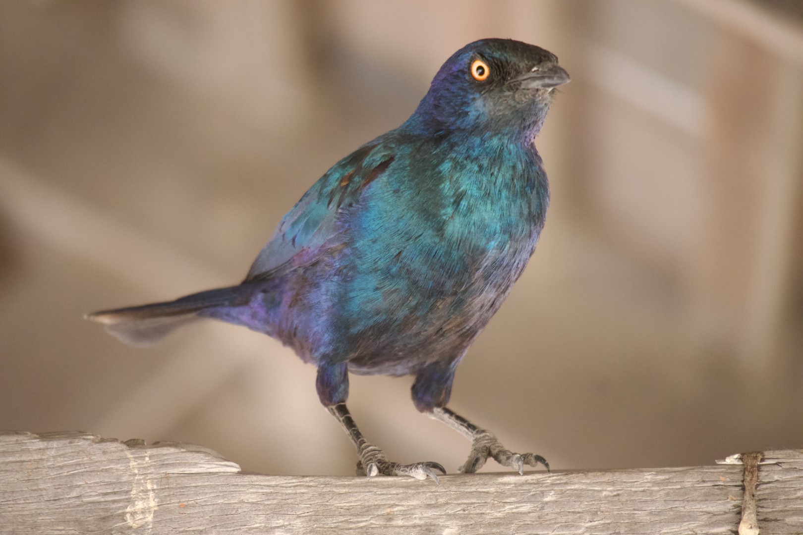 Golden-breasted Starling