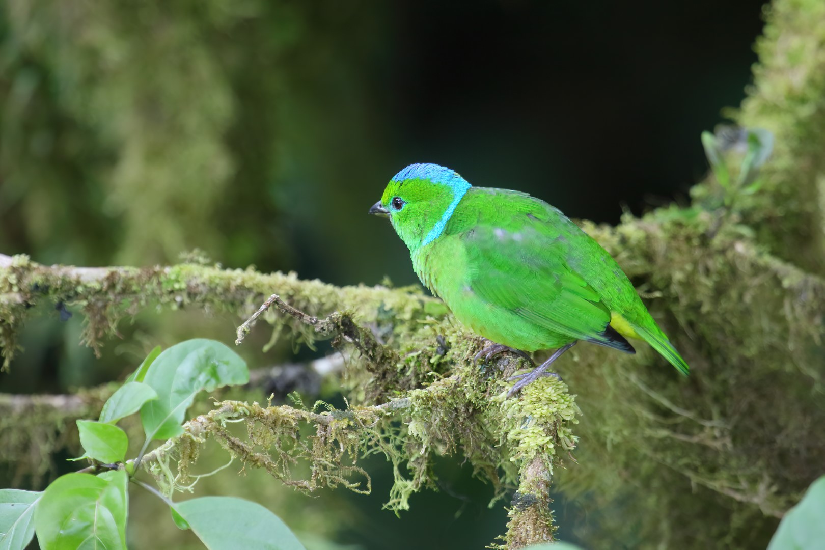 Golden-browed Chlorophonia