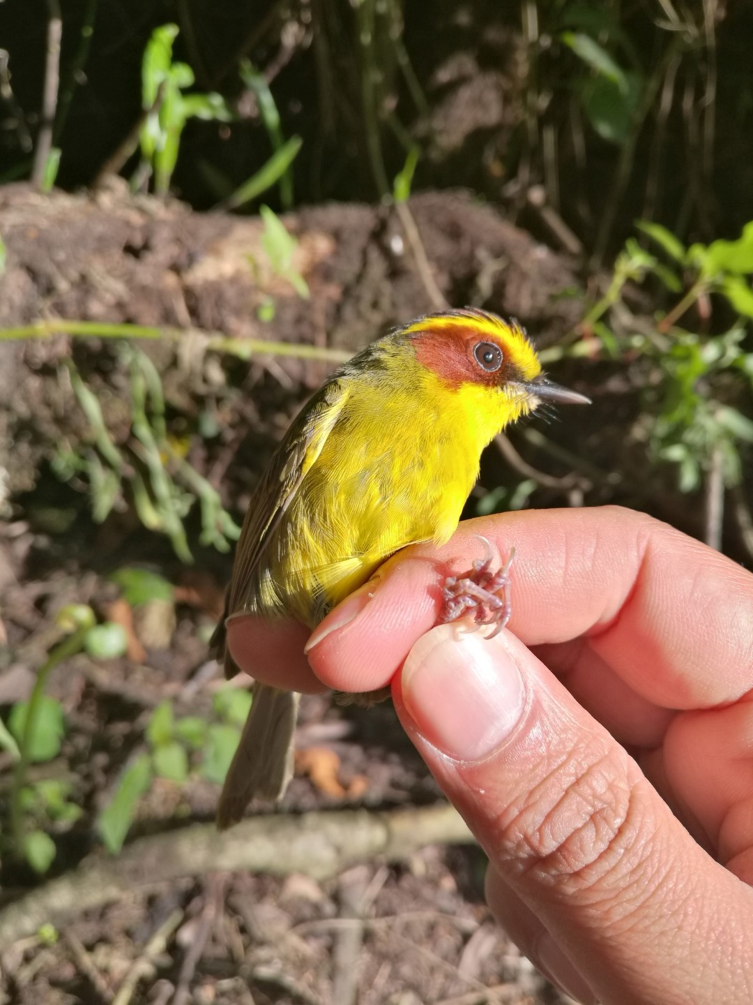 Golden-browed Warbler