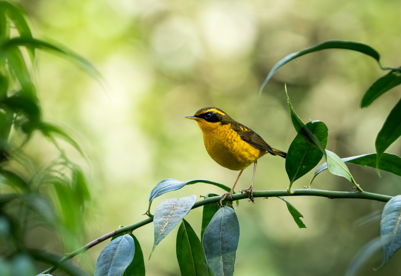 Golden Bush Robin