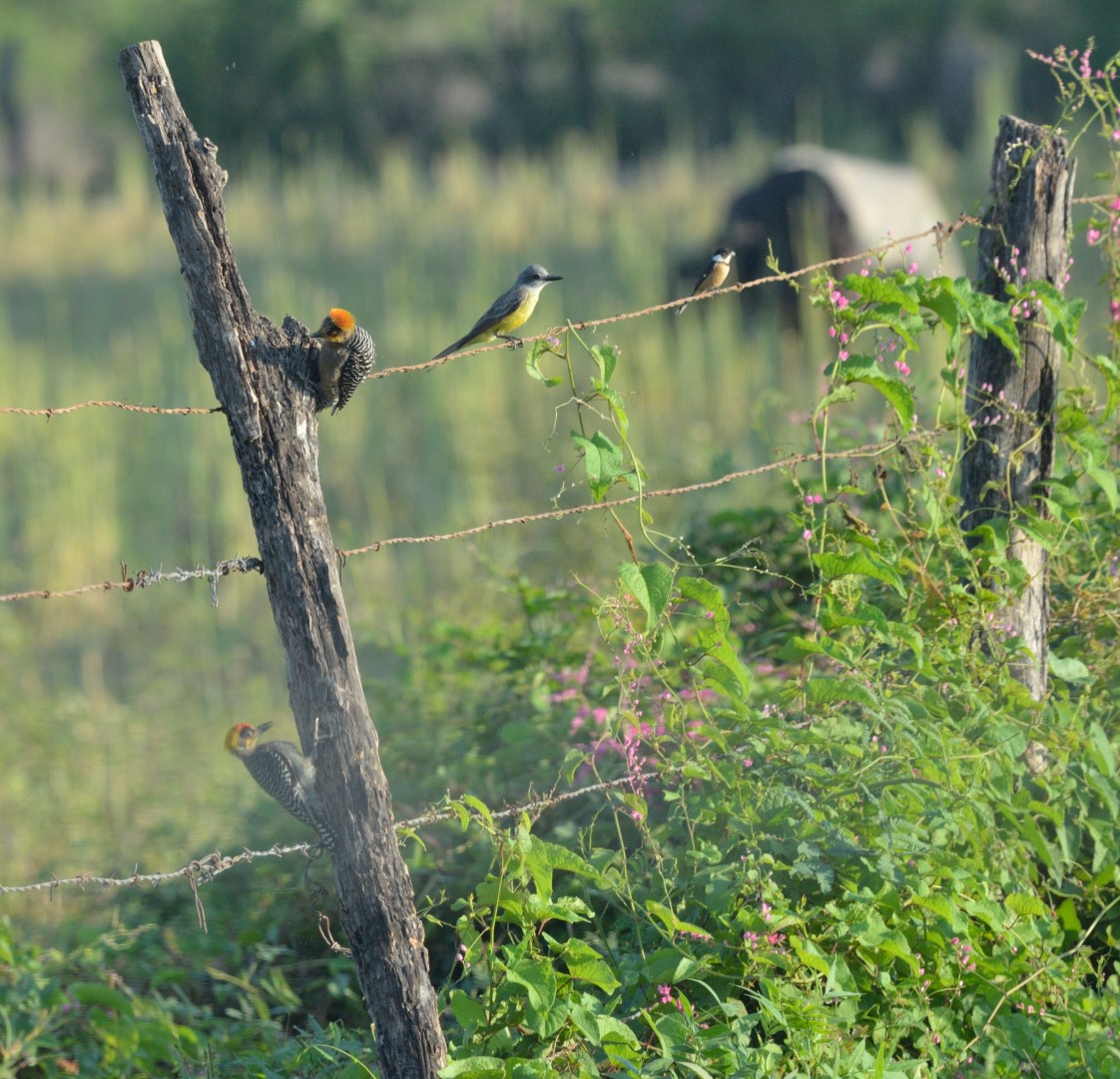 Golden-cheeked Woodpecker