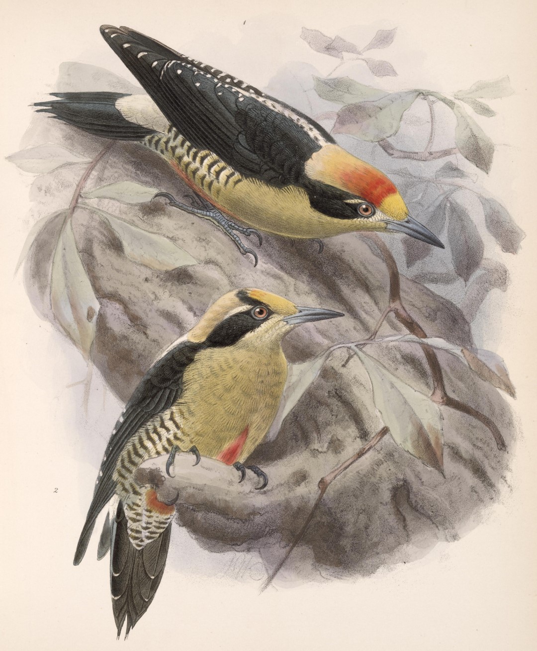 Golden-cheeked Woodpecker
