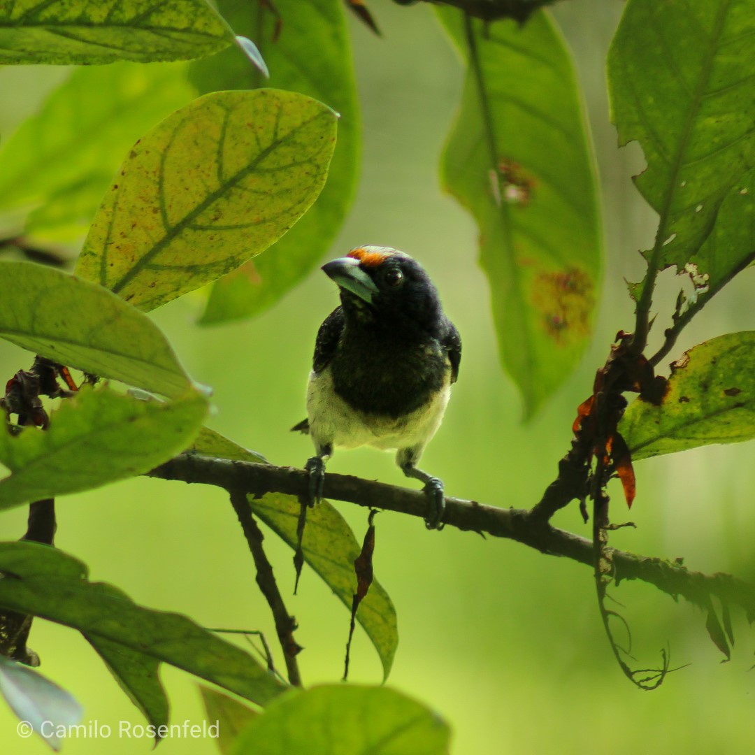 Golden-collared Barbet