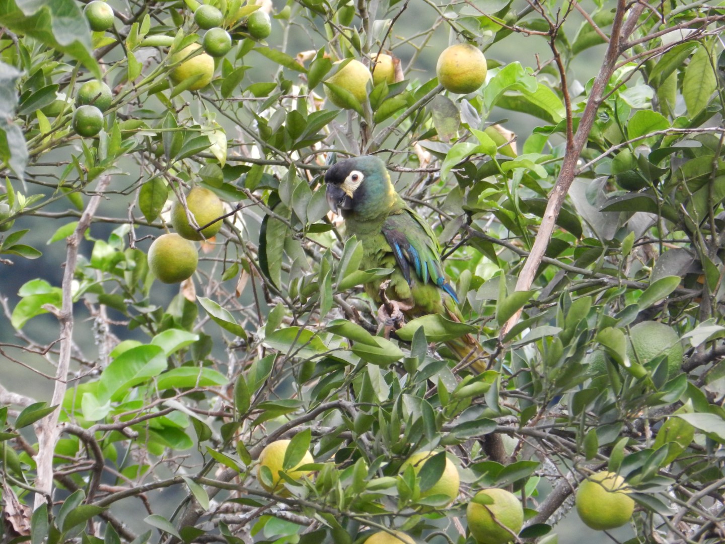Golden-collared Macaw