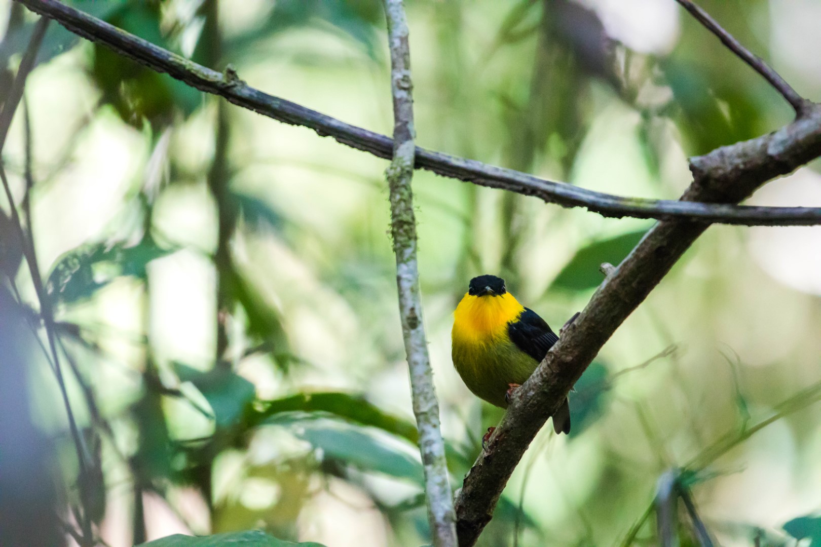 Golden-collared Manakin
