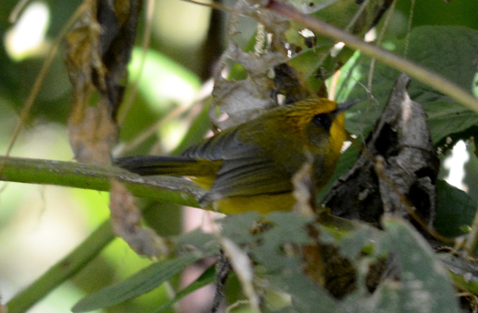 Golden-collared Manakin