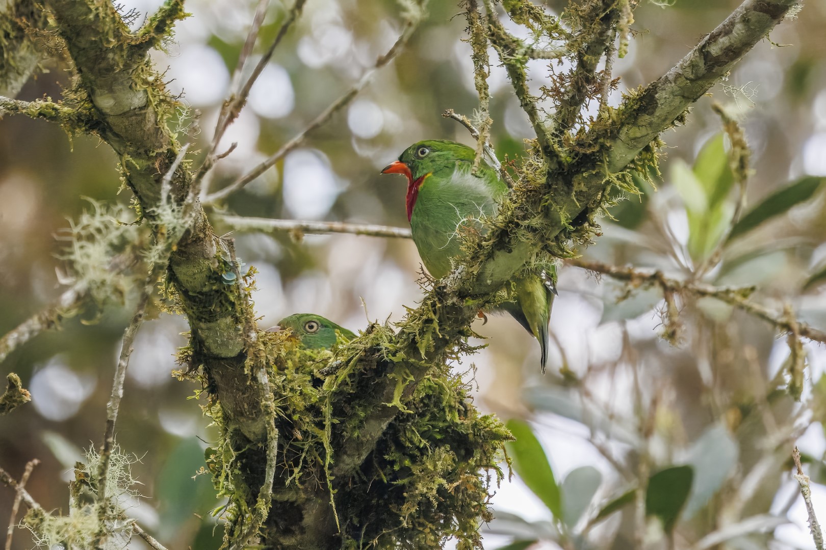 Golden-collared Manakin