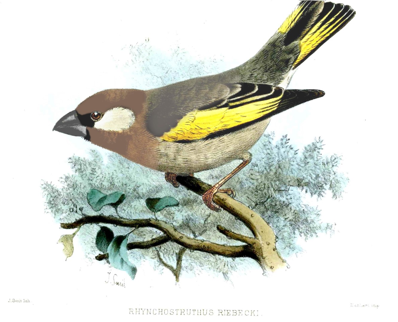 Golden-crowned babbler